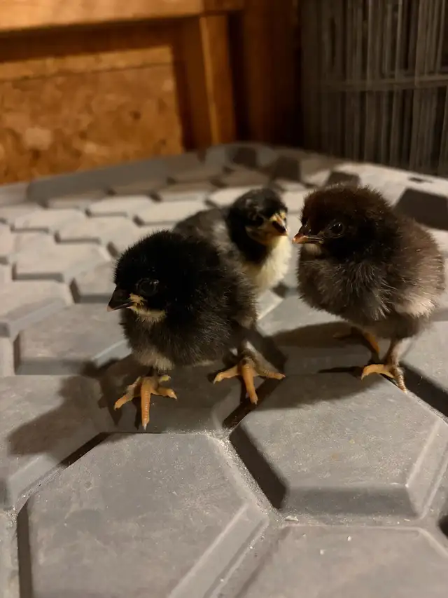 Black Copper Maran chicks
