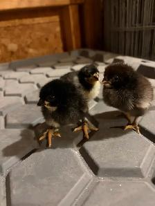 Black Copper Maran chicks