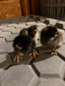 Black Copper Maran chicks - Photo 2