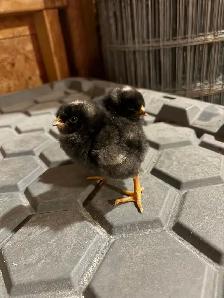 Barred Rock Chicks