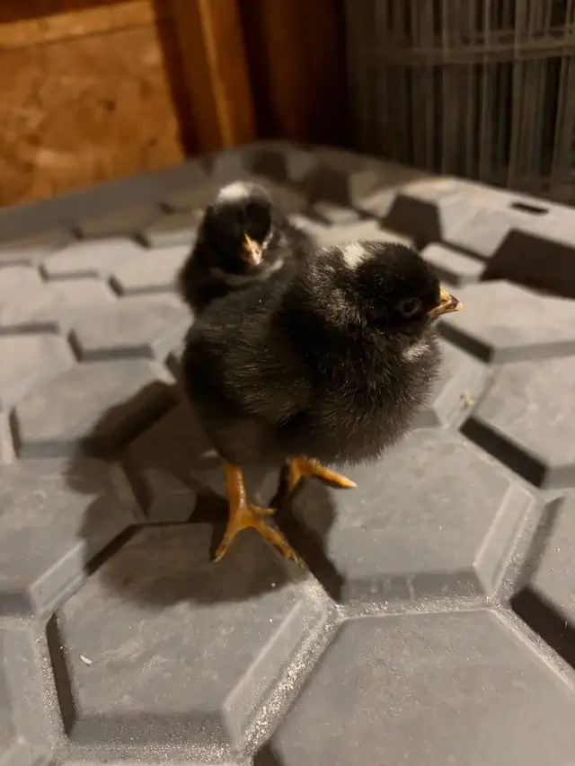 Barred Rock Chicks - Photo 2