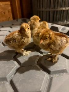 Brahma chicks
