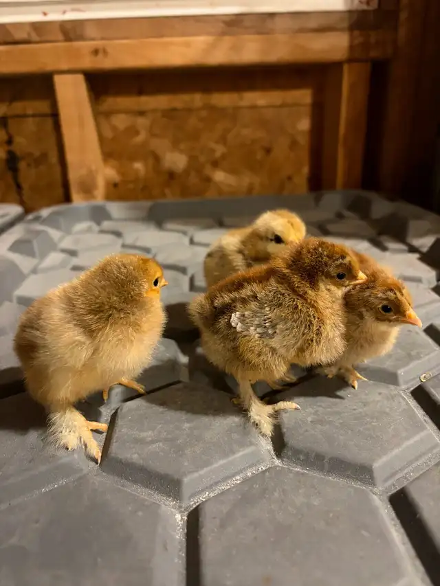 Brahma chicks - Photo 2