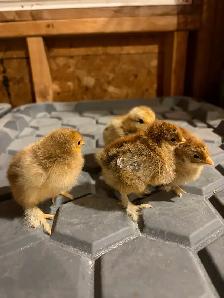 Brahma chicks - Photo 2