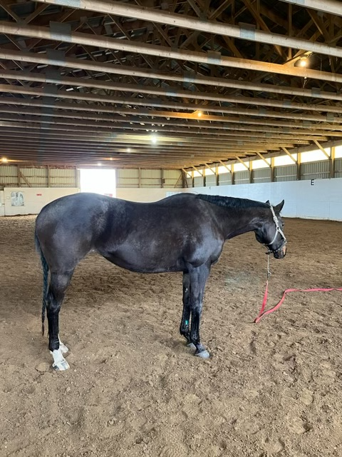 12 year old OTTT Mare for sale