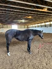 12 year old OTTT Mare for sale