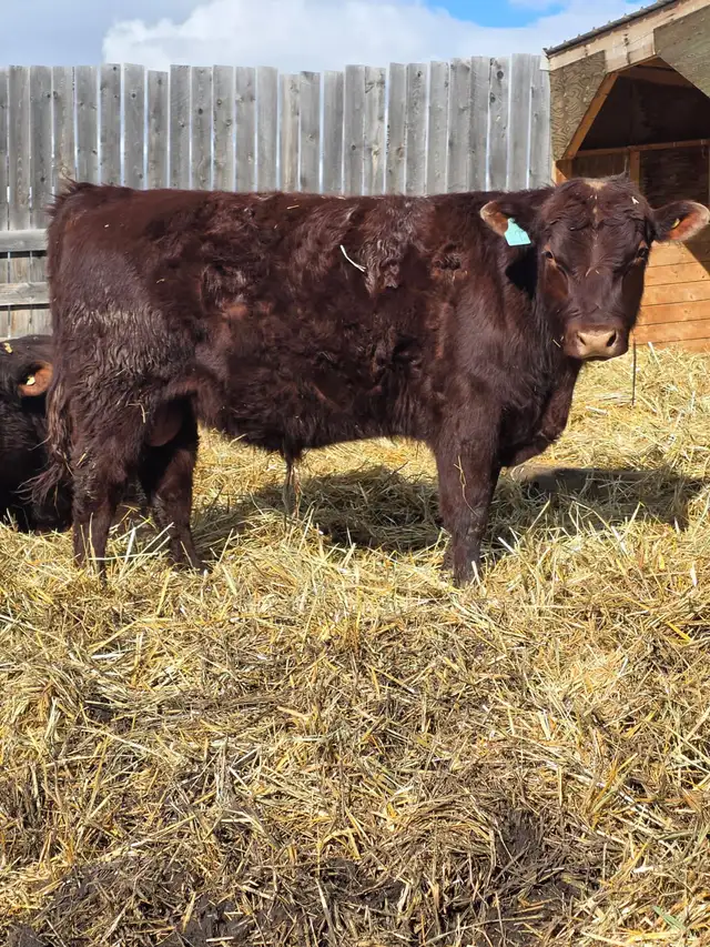 Bulls for Sale - Photo 2