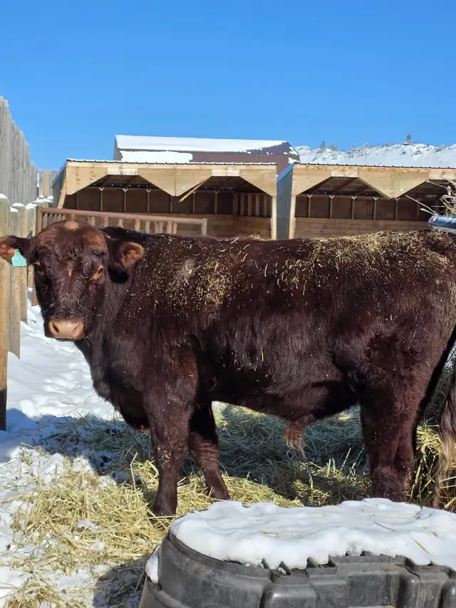 Bulls for Sale - Photo 3