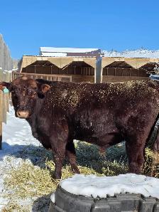 Bulls for Sale - Photo 3