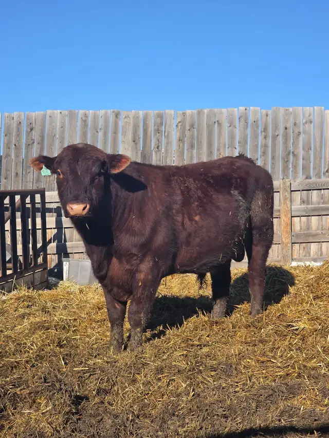 Bulls for Sale - Photo 5