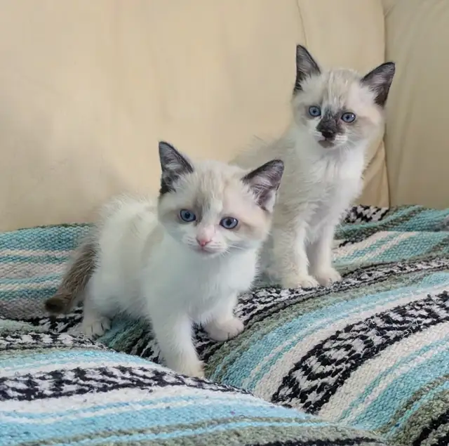 Ragdoll/Ragamese kittens