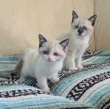 Ragdoll/Ragamese kittens