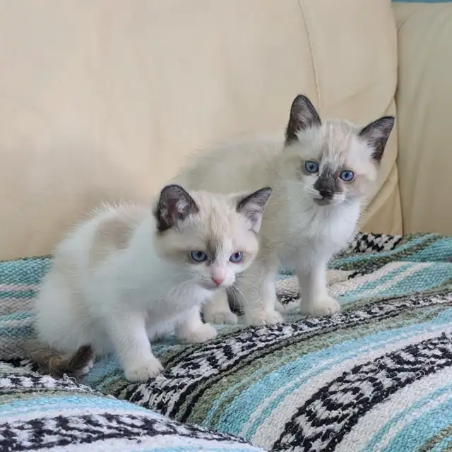Ragdoll/Ragamese kittens - Photo 2