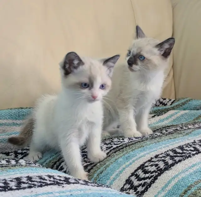 Ragdoll/Ragamese kittens - Photo 3