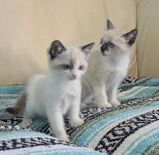 Ragdoll/Ragamese kittens - Photo 3
