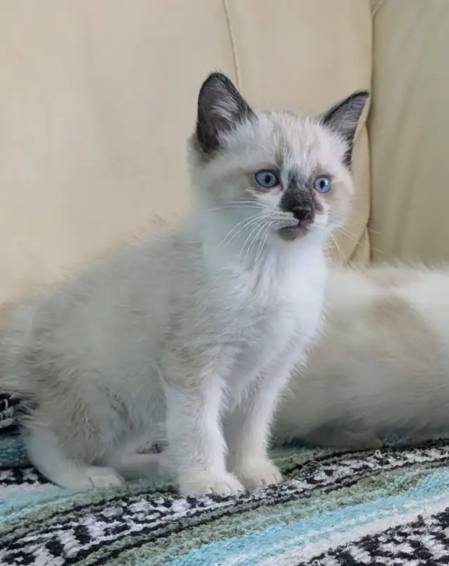 Ragdoll/Ragamese kittens - Photo 4
