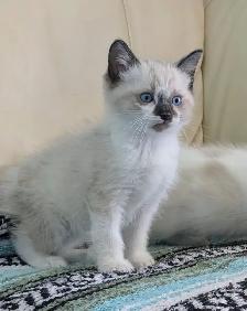 Ragdoll/Ragamese kittens - Photo 4