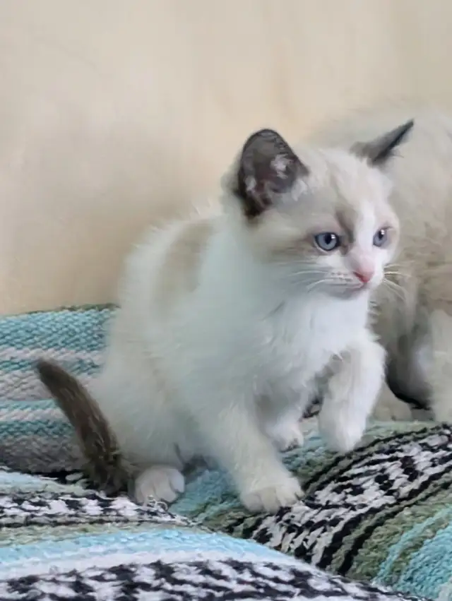Ragdoll/Ragamese kittens - Photo 5