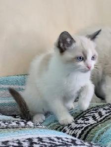 Ragdoll/Ragamese kittens - Photo 5