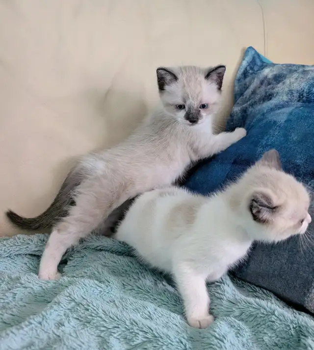 Ragdoll/Ragamese kittens - Photo 6