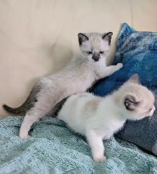Ragdoll/Ragamese kittens - Photo 6