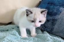 Ragdoll/Ragamese kittens - Photo 7