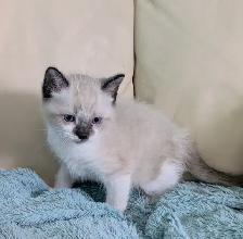 Ragdoll/Ragamese kittens - Photo 8