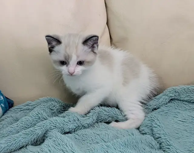 Ragdoll/Ragamese kittens - Photo 9