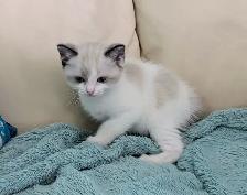 Ragdoll/Ragamese kittens - Photo 9
