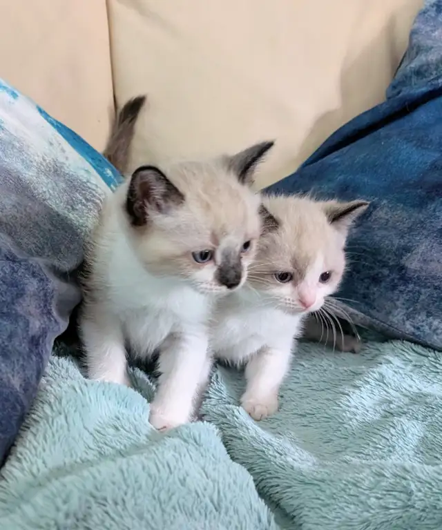 Ragdoll/Ragamese kittens - Photo 10