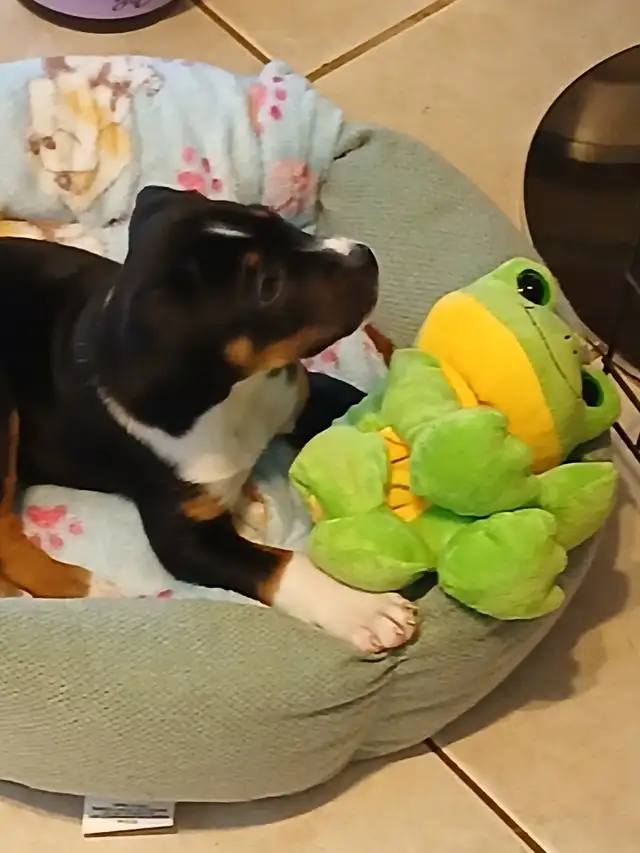 3 month old puppy for sale