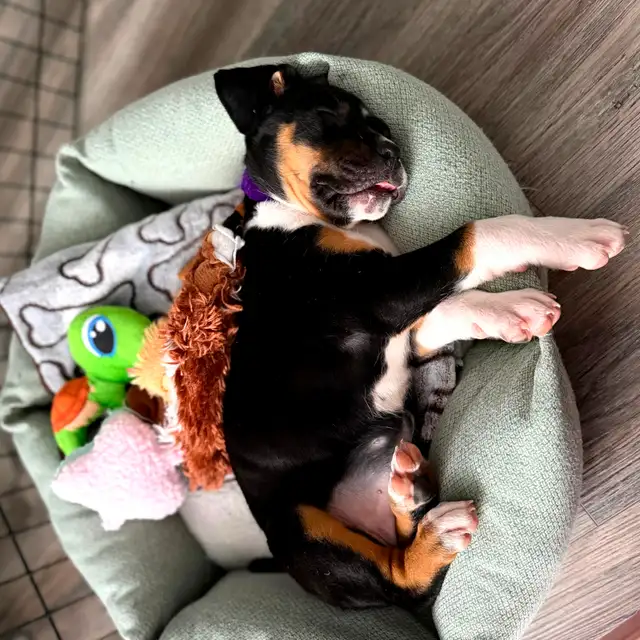 3 month old puppy for sale - Photo 2