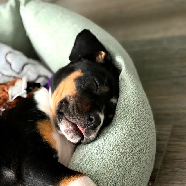 3 month old puppy for sale - Photo 3