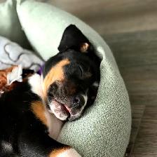 3 month old puppy for sale - Photo 3