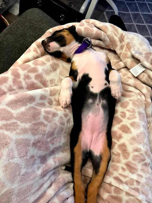 3 month old puppy for sale - Photo 4