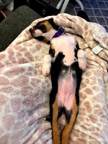 3 month old puppy for sale - Photo 4