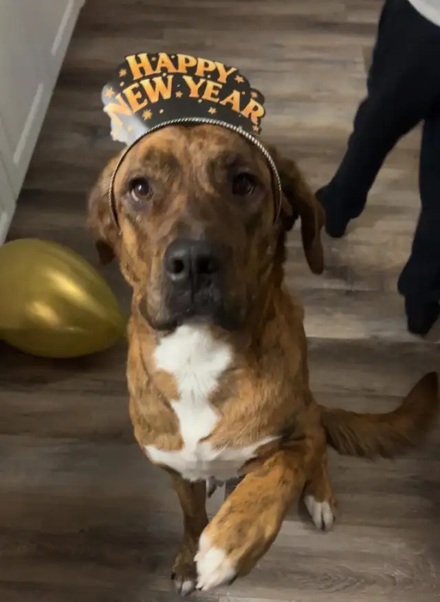 3 month old puppy for sale - Photo 5