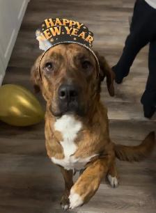 3 month old puppy for sale - Photo 5