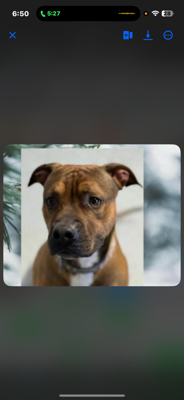 3 month old puppy for sale - Photo 6