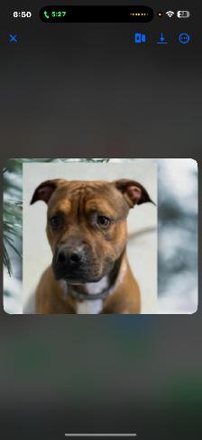 3 month old puppy for sale - Photo 6