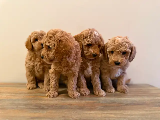 Poodle Puppies!