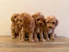 Poodle Puppies!