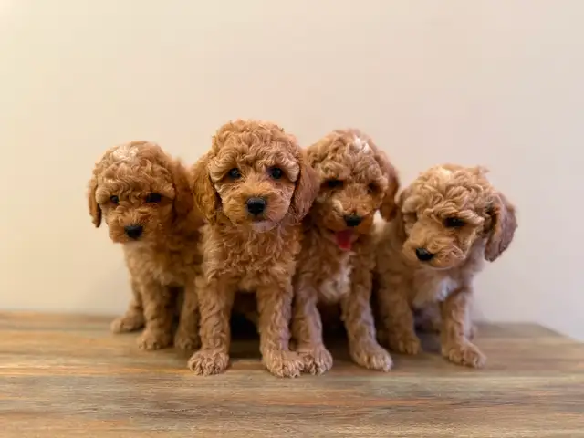 Poodle Puppies! - Photo 2