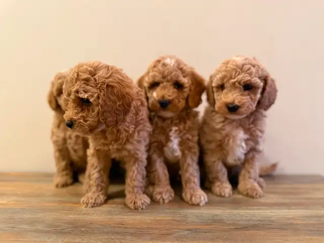 Poodle Puppies! - Photo 3