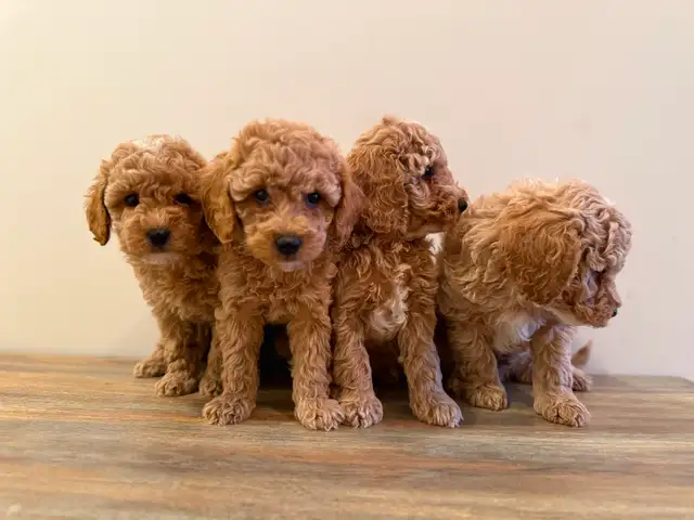 Poodle Puppies! - Photo 4