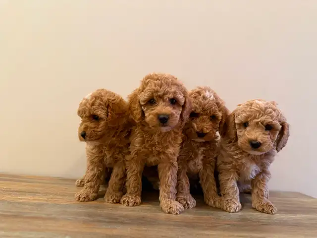 Poodle Puppies! - Photo 5
