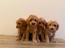 Poodle Puppies! - Photo 5