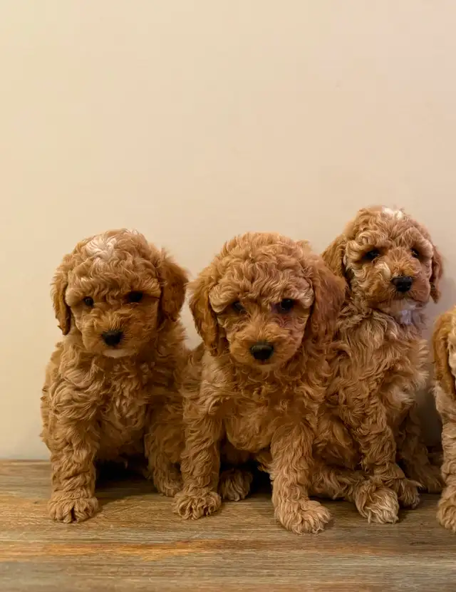 Poodle Puppies! - Photo 6