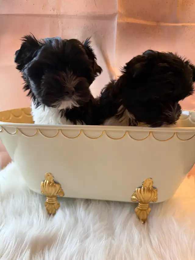 ❤️ Rare Biewer Puppies