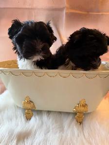 ❤️ Rare Biewer Puppies